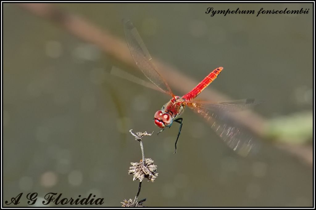 Dragonflies from Malta